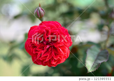 Red rose blooming in ornamental flower garden 121395551