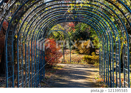 冬の ローズアーチ  121395585