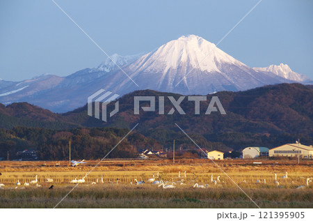 白鳥の群れが餌を食べる冬の能義平野の田んぼの彼方に聳える冠雪の名峰大山 白鳥の群れが餌を食べる冬の能義平野の田んぼの彼方に聳える冠雪の名峰大山 121395905