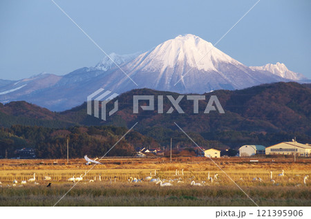 白鳥の群れが餌を食べる冬の能義平野の田んぼの彼方に聳える冠雪の名峰大山 白鳥の群れが餌を食べる冬の能義平野の田んぼの彼方に聳える冠雪の名峰大山 121395906