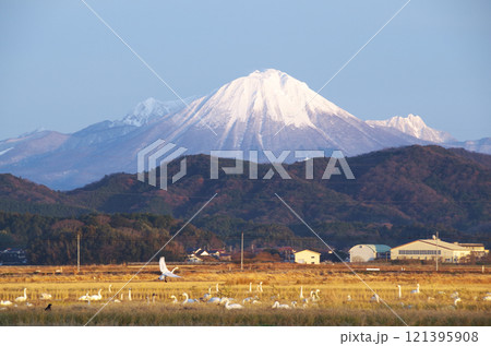 白鳥の群れが餌を食べる冬の能義平野の田んぼの彼方に聳える冠雪の名峰大山 白鳥の群れが餌を食べる冬の能義平野の田んぼの彼方に聳える冠雪の名峰大山 121395908