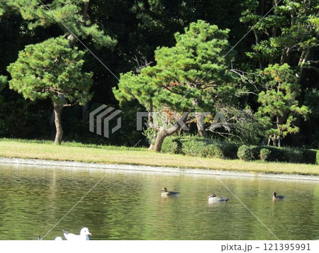 稲毛海浜公園に来た冬の渡り鳥オナガガモ 121395991