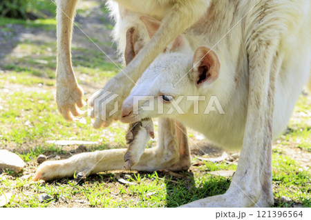 親の袋に入ったカンガルーの赤ちゃん 親の袋に入ったカンガルーの赤ちゃん 121396564