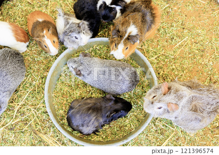 エサを食べるモルモット エサを食べるモルモット 121396574