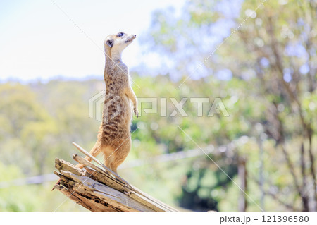 見晴らしのいいところで見張りをするミーアキャット 121396580