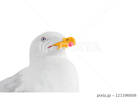 Proudly raised head of seagull with orange-red closed beak and with confident piercing gaze, isolated on white transparent background with copy space to advertise. Blank for artworks, texts, slogans Proudly raised head of seagull with orange-red closed beak and with confident piercing gaze, isolated on white transparent background with copy space to advertise. Blank for artworks, texts, slogans 121396606