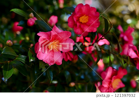 山茶花 山茶花 121397032