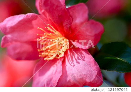 山茶花 山茶花 121397045