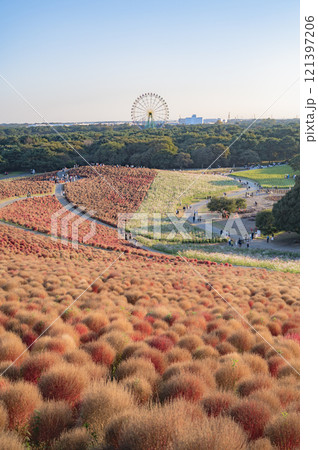 茨城 秋のコキア畑(ひたち海浜公園) 茨城 秋のコキア畑(ひたち海浜公園) 121397206