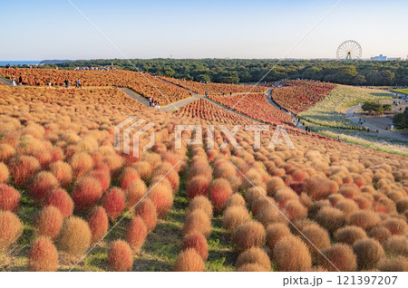 茨城 秋のコキア畑(ひたち海浜公園) 茨城 秋のコキア畑(ひたち海浜公園) 121397207
