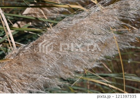 パンパスグラス・白銀葦・シロガネヨシ 121397335