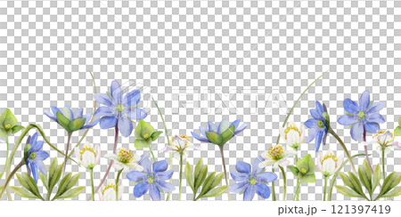 Spring ephemera flowers, white forest anemone primrose bloodroot, blue hepatica forget-me-not flax, grass, hand drawn in watercolor. Seamless banner illustration, for wedding, florist shop, stationery 121397419