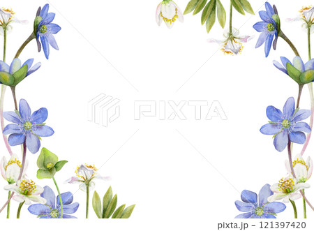 Spring ephemera flowers, white forest anemone primrose bloodroot, blue hepatica forget-me-not flax, grass, hand drawn in watercolor. Border frame illustration, for wedding, florist shop, stationery Spring ephemera flowers, white forest anemone primrose bloodroot, blue hepatica forget-me-not flax, grass, hand drawn in watercolor. Border frame illustration, for wedding, florist shop, stationery 121397420