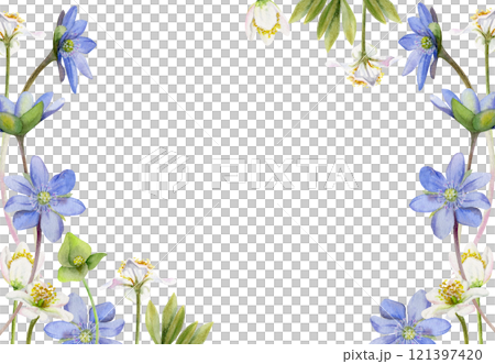 Spring ephemera flowers, white forest anemone primrose bloodroot, blue hepatica forget-me-not flax, grass, hand drawn in watercolor. Border frame illustration, for wedding, florist shop, stationery Spring ephemera flowers, white forest anemone primrose bloodroot, blue hepatica forget-me-not flax, grass, hand drawn in watercolor. Border frame illustration, for wedding, florist shop, stationery 121397420
