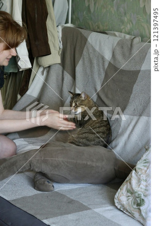 striped domestic cat is resting and playing at home. cute fluffy pet is sitting on parquet or sofa striped domestic cat is resting and playing at home. cute fluffy pet is sitting on parquet or sofa 121397495