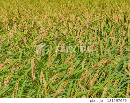 Ripened rice fields turned golden yellow during harvest season 121397676