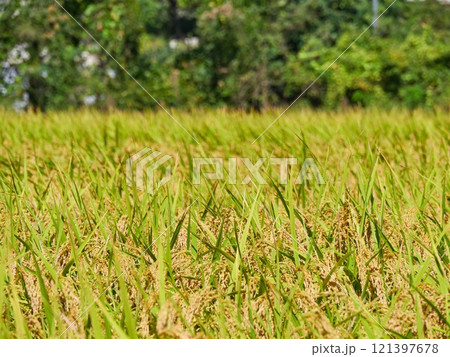 Ripened rice fields turned golden yellow during harvest season 121397678