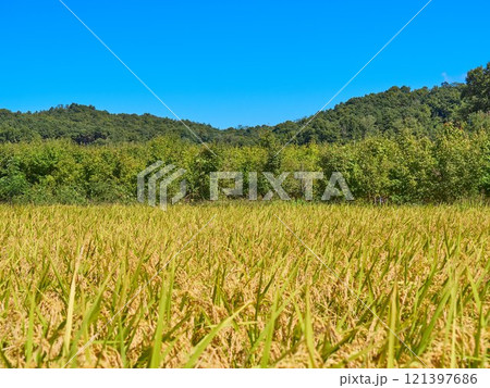 Ripened rice fields turned golden yellow during harvest season 121397686