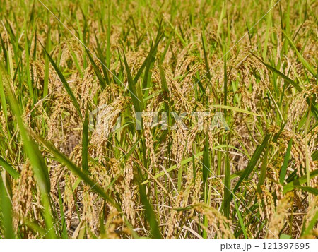 Ripened rice fields turned golden yellow during harvest season Ripened rice fields turned golden yellow during harvest season 121397695
