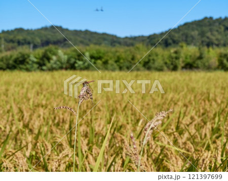 Ripened rice fields turned golden yellow during harvest season 121397699