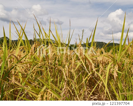 Ripened rice fields turned golden yellow during harvest season Ripened rice fields turned golden yellow during harvest season 121397704