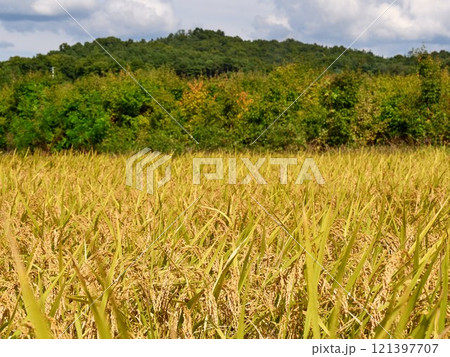 Ripened rice fields turned golden yellow during harvest season 121397707