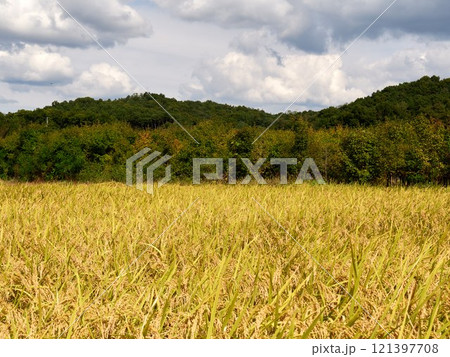 Ripened rice fields turned golden yellow during harvest season Ripened rice fields turned golden yellow during harvest season 121397708