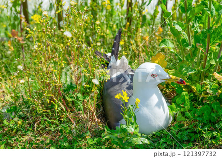 【ウミネコ】繁殖地を飛び回るウミネコも暫く休憩 【ウミネコ】繁殖地を飛び回るウミネコも暫く休憩 121397732