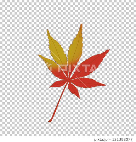 紅葉したモミジのイラストほんのり黄色 紅葉したモミジのイラストほんのり黄色 121398077