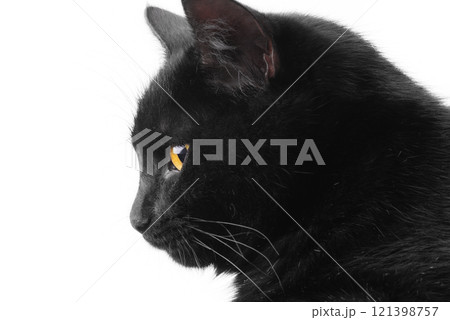 Profile of a black cat isolate on a white background. Profile of a black cat isolate on a white background. 121398757