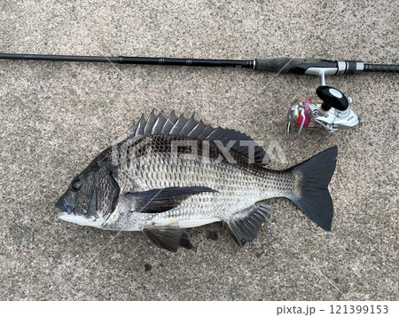 クロダイ　チヌ 121399153