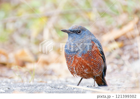 地面に降りたイソヒヨドリの雄 地面に降りたイソヒヨドリの雄 121399302