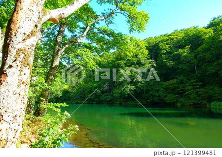 ドッコ沼 蔵王 新緑 ドッコ沼 蔵王 新緑 121399481