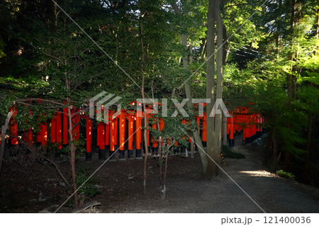 京都いにしえの都(伏見稲荷大社、稲荷山の樹木に包まれて千本鳥居が連なる。千の祈りの奉納と共に。) 京都いにしえの都(伏見稲荷大社、稲荷山の樹木に包まれて千本鳥居が連なる。千の祈りの奉納と共に。) 121400036
