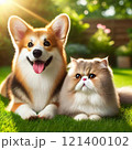 お庭でまどろむ犬のコーギーと猫のエキゾチックショートヘア 121400102