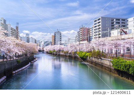 横浜の桜の名所　大岡川プロムナードの桜並木【神奈川県・横浜市】 121400611