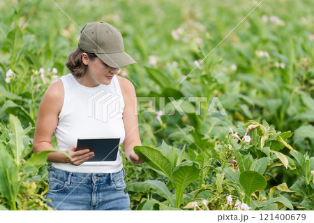 Female farmer with digital tablet on a tobacco field Female farmer with digital tablet on a tobacco field 121400679
