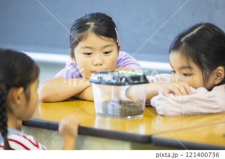 虫かごを観察する小学生 虫かごを観察する小学生 121400736