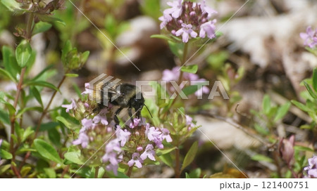 イブキジャコウソウの蜜を吸うオオマルハナバチの雌 イブキジャコウソウの蜜を吸うオオマルハナバチの雌 121400751