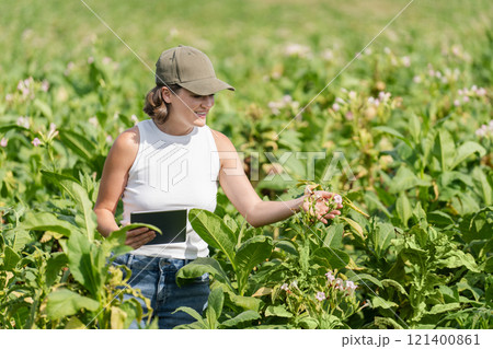 Female farmer with digital tablet on a tobacco field Female farmer with digital tablet on a tobacco field 121400861