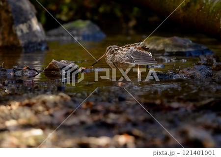 冬に山の渓流やせせらぎで見られる忍者みたいな渡り鳥のアオシギ 121401001