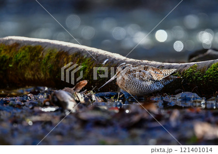 冬に山の渓流やせせらぎで見られる忍者みたいな渡り鳥のアオシギ 121401014