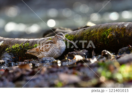 冬に山の渓流やせせらぎで見られる忍者みたいな渡り鳥のアオシギ 121401015