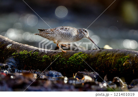 冬に山の渓流やせせらぎで見られる忍者みたいな渡り鳥のアオシギ 121401019