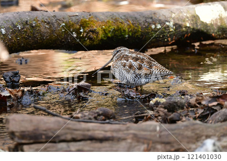 冬に山の渓流やせせらぎで見られる忍者みたいな渡り鳥のアオシギ 121401030