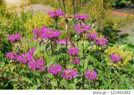 Monarda is blooming. Essential oil, honey-bearing and ornamental plant. Violet flowers in meadow. Grows well in sunny and shaded areas. Cottage garden. 121401082
