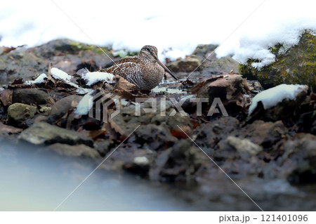 雪の積もった真冬の山の渓流で見られる忍者のような渡り鳥、アオシギ 121401096