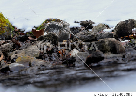 雪の積もった真冬の山の渓流で見られる忍者のような渡り鳥、アオシギ 121401099