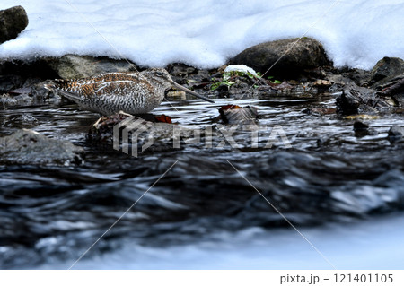 雪の積もった真冬の山の渓流で見られる忍者のような渡り鳥、アオシギ 121401105