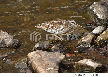 雪の積もった真冬の山の渓流で見られる忍者のような渡り鳥、アオシギ 121401108